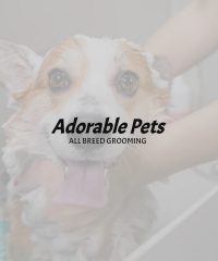 Adorable Pets
