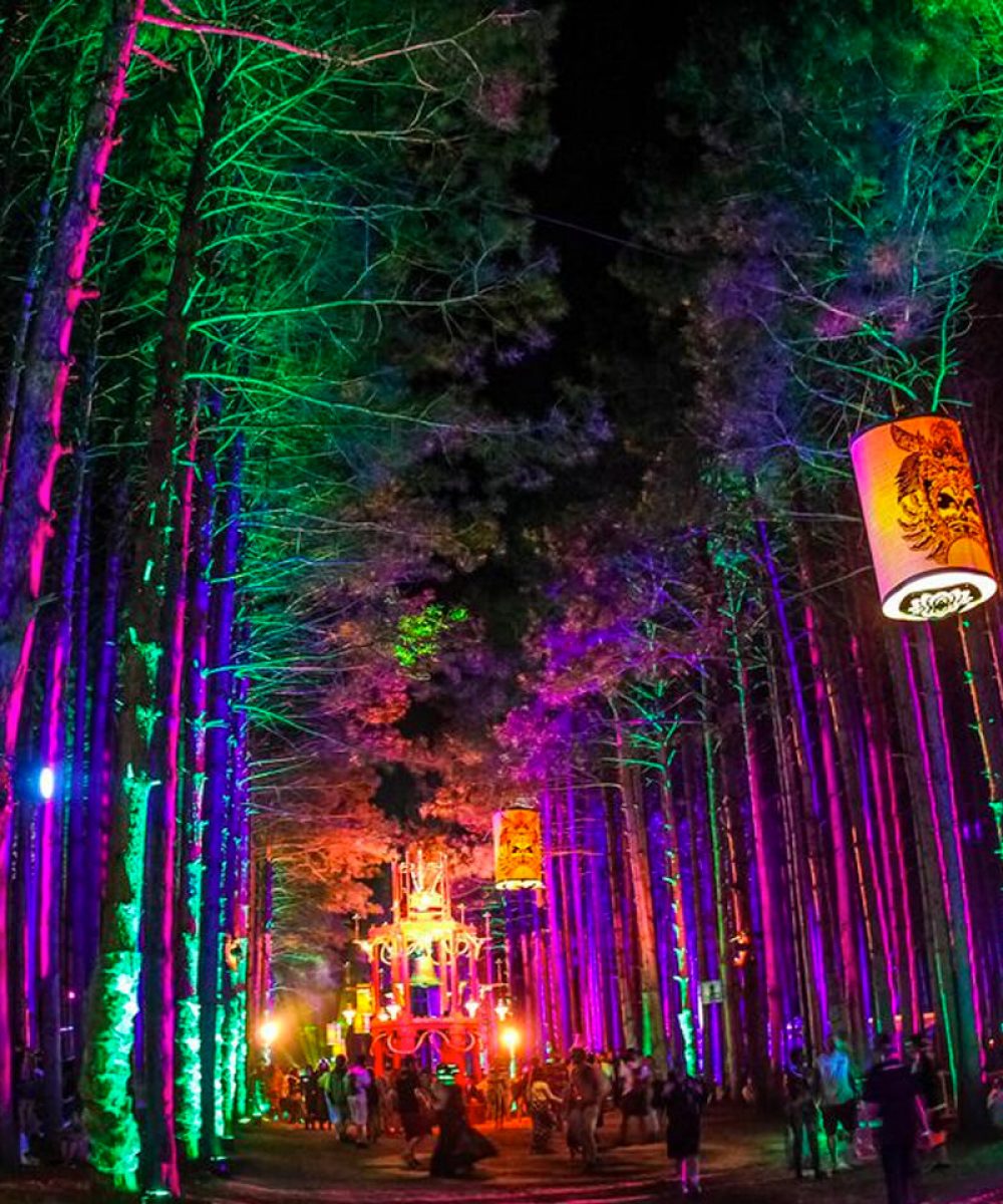 Lights In The Forest Festival 2021 MyCaneBay