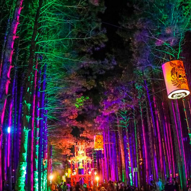 Lights In The Forest Festival 2021
